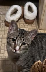 Found/Stray Male Cat last seen SE Jefferson St & SE McKinley, Oatfield, OR 97015