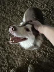 Found/Stray Female Dog last seen Danny Jackson Dog Park, Houston, TX 77081
