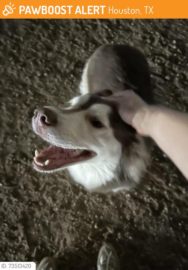 Found/Stray Female Dog last seen Danny Jackson Dog Park, Houston, TX 77081