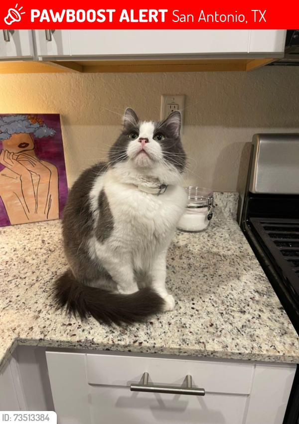 Lost Male Cat last seen Whipsaw Pt, Anacua Crk, Beebrush Saddle, , Crossbow Rdg, San Antonio, TX 78253