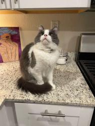 Lost Male Cat last seen Whipsaw Pt, Anacua Crk, Beebrush Saddle, , Crossbow Rdg, San Antonio, TX 78253