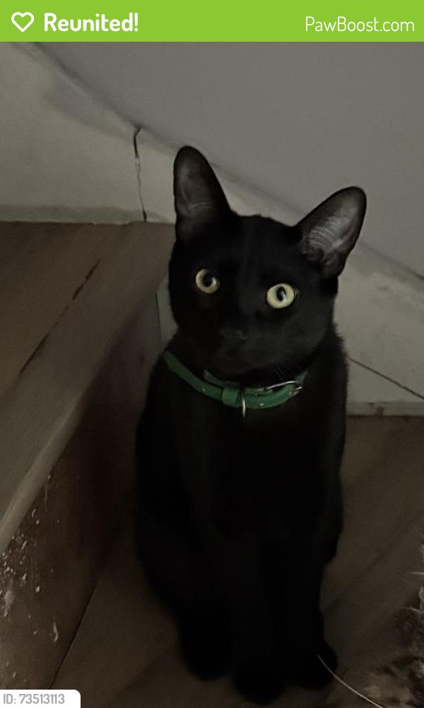 Reunited Male Cat last seen W Stewart Ave & 7th st NW, Puyallup, WA 98371
