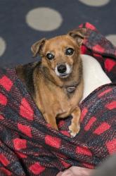 Lost Female Dog last seen Rayen and Tobias from the North Point apmts, Los Angeles, CA 91402