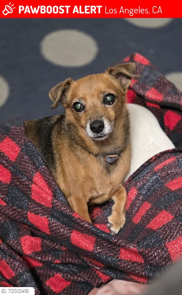 Lost Female Dog last seen Rayen and Tobias from the North Point apmts, Los Angeles, CA 91402