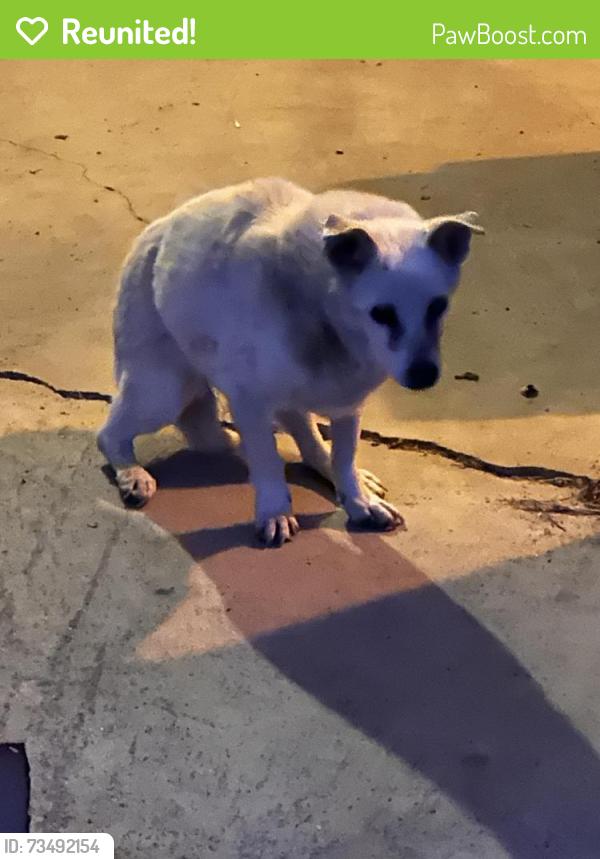 Reunited Female Dog last seen Mona ct and Sherman street, Sherrelwood, CO 80221