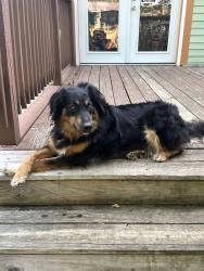 Reunited Female Dog last seen Near Chubb Lake & Coffee Creek, Chesterton, IN 46304
