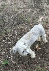 Lost Male Dog last seen Twin Lakes Neighborhood, Lytle,Tx, Medina County, TX 78052