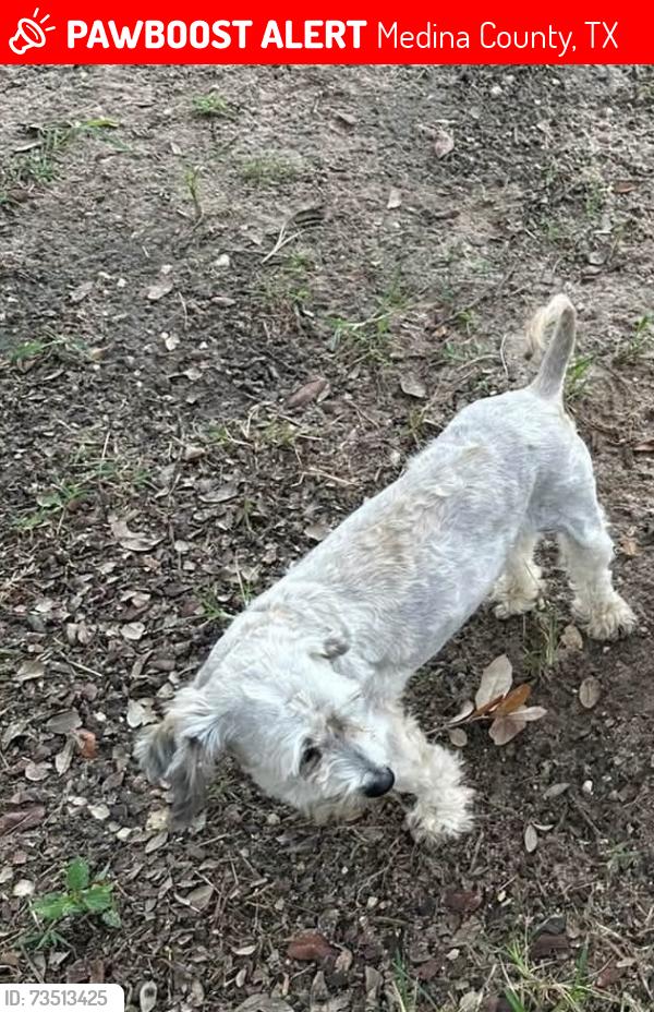 Lost Male Dog last seen Twin Lakes Neighborhood, Lytle,Tx, Medina County, TX 78052