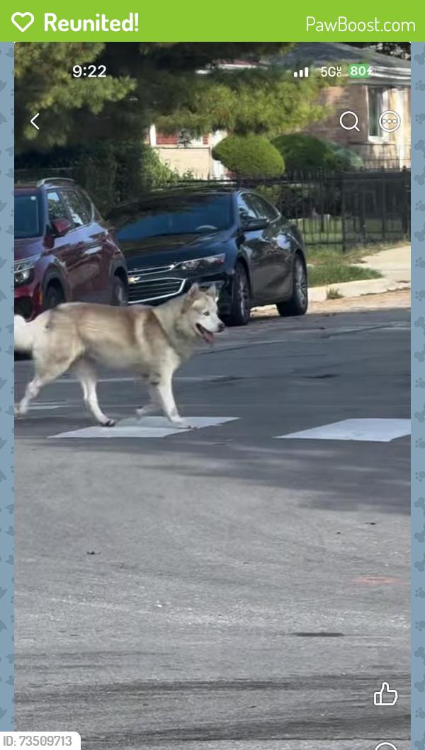 Reunited Unknown Dog last seen Indians and 89 th. Chatham chicago, Chicago, IL 60619