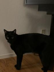 Lost Male Cat last seen Vista Del Mar, Los Gatos, CA 95030