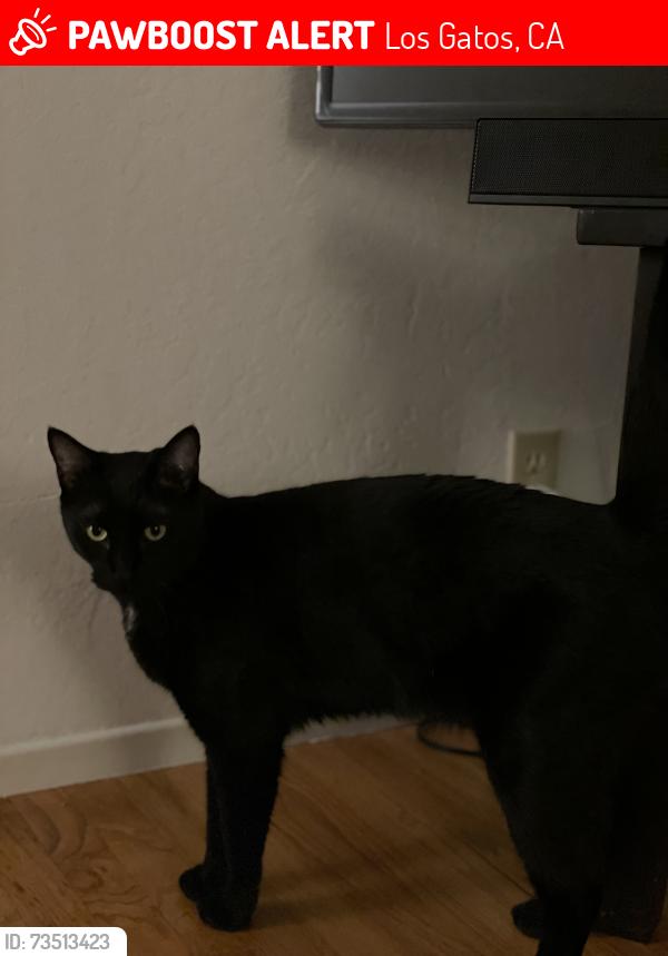 Lost Male Cat last seen Vista Del Mar, Los Gatos, CA 95030