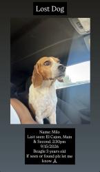 Reunited Male Dog last seen Second street, El Cajon, CA 92021