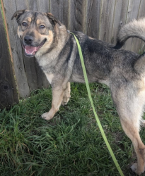 Reunited Male Dog last seen Wilders Ln and Senz Rd, Sequim, WA 98382