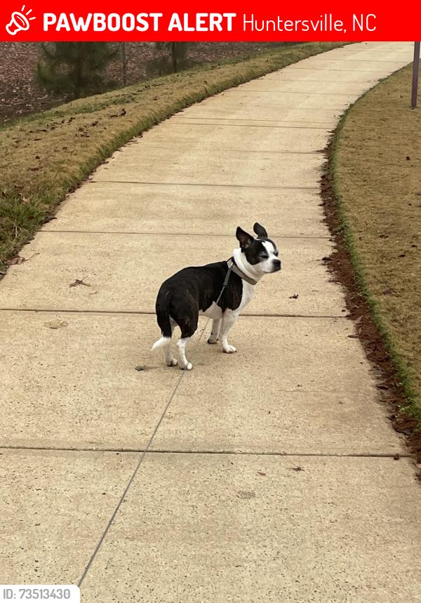 Lost Male Dog last seen Blossom Hill Drive and Ransom Park Drive, Huntersville, NC 28078