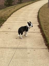 Lost Male Dog last seen Blossom Hill Drive and Ransom Park Drive, Huntersville, NC 28078