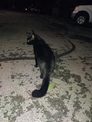 Reunited Male Cat last seen Lamar Ave, Mission, KS 66202