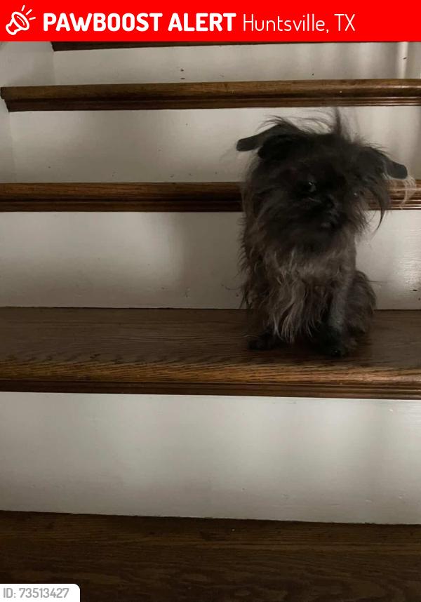 Lost Female Dog last seen Sam Houston Statue, Huntsville, TX 77340