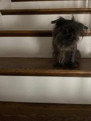 Lost Female Dog last seen Sam Houston Statue, Huntsville, TX 77340
