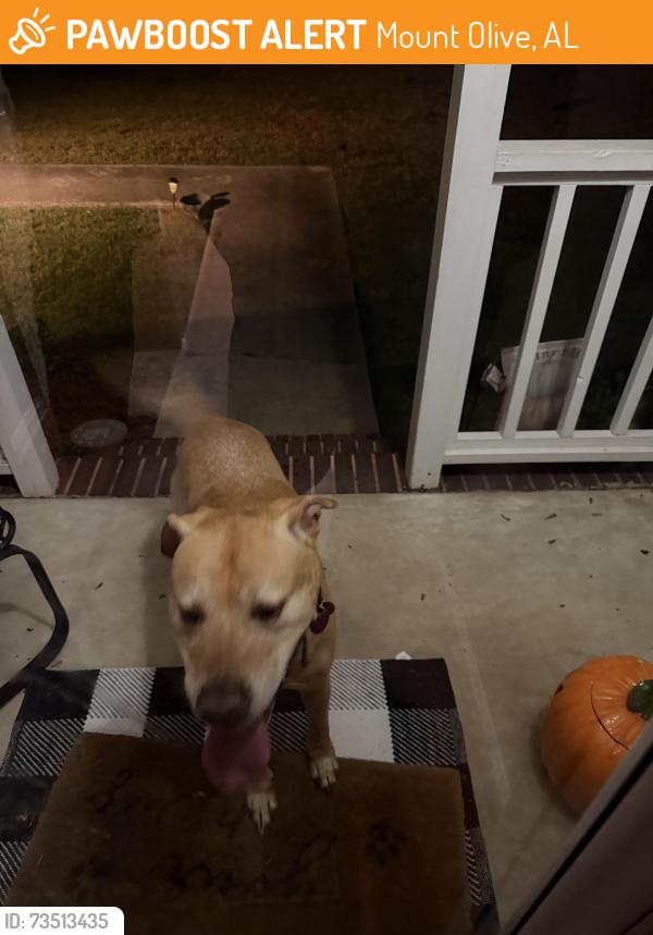 Found/Stray Male Dog last seen Violet Drive, Mount Olive, AL 35117
