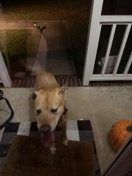 Found/Stray Male Dog last seen Violet Drive, Mount Olive, AL 35117