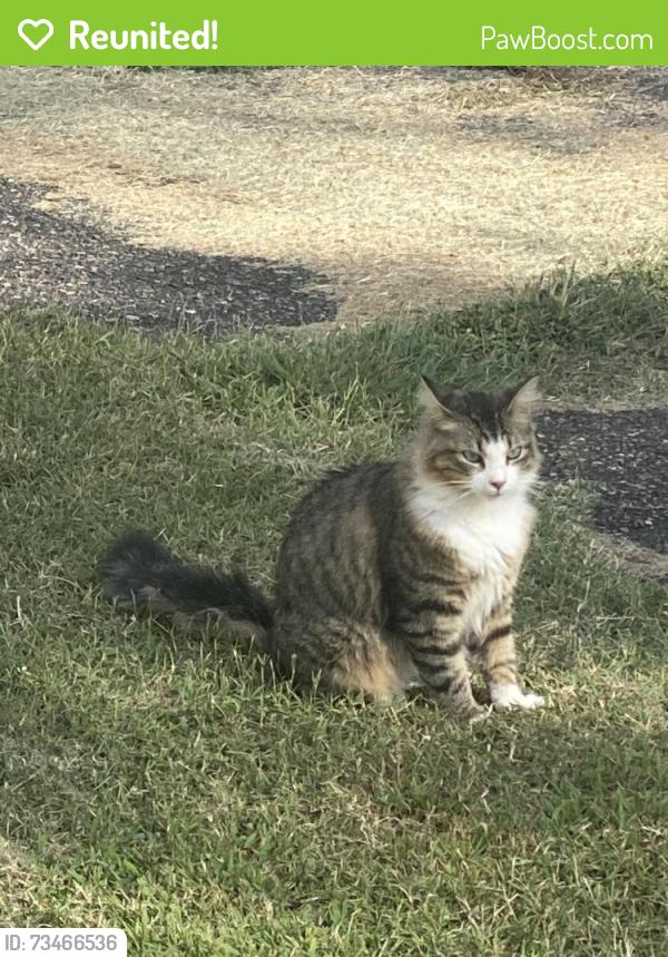 Reunited Male Cat last seen N Main Street, Milling Road, Mocksville, NC 27028