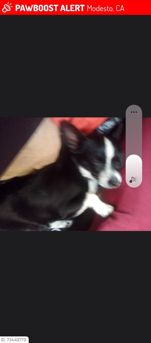 Lost Female Dog last seen McHenry and Morris, Modesto, CA 95350