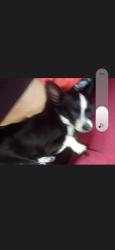 Lost Female Dog last seen McHenry and Morris, Modesto, CA 95350