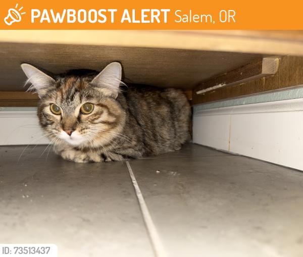 Found/Stray Unknown Cat last seen Near weathers ST NE, Salem, OR 97305