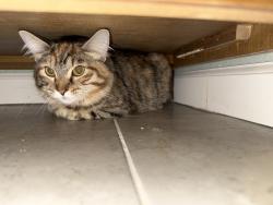 Found/Stray Unknown Cat last seen Near weathers ST NE, Salem, OR 97305