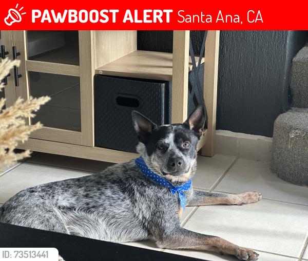 Lost Male Dog last seen Bristol and first st, Santa Ana, CA 92703