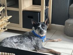 Lost Male Dog last seen Bristol and first st, Santa Ana, CA 92703