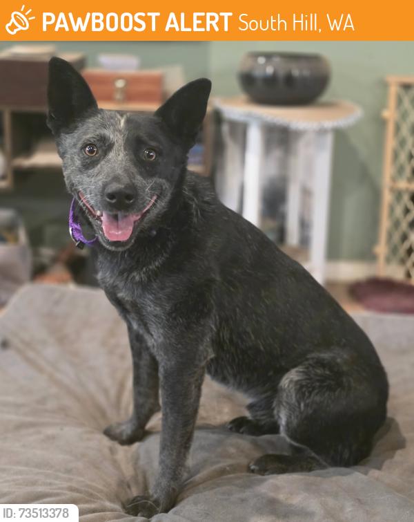 Found/Stray Unknown Dog last seen Spokane, South Hill, WA 98373