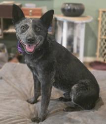 Found/Stray Unknown Dog last seen Spokane, South Hill, WA 98373