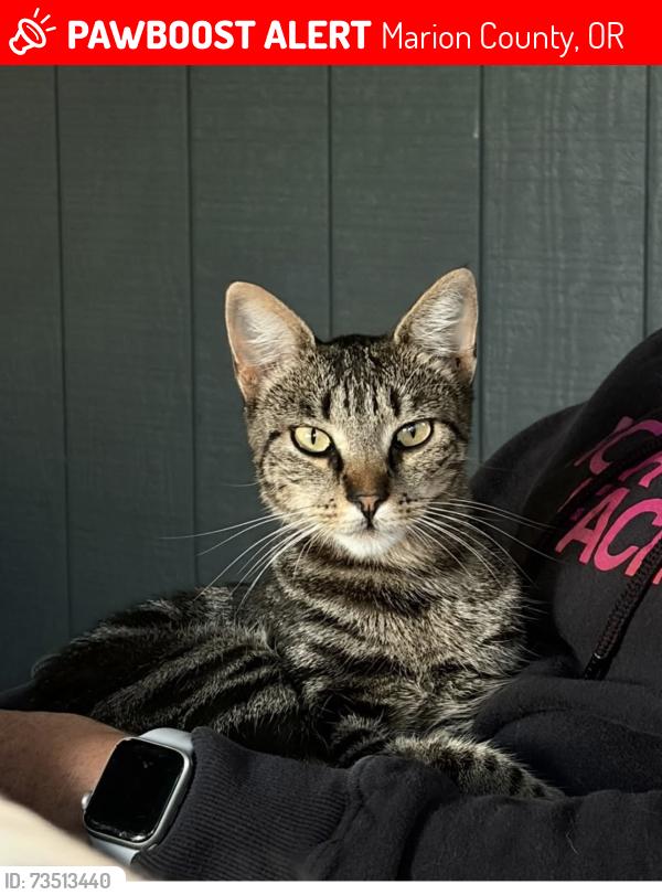 Lost Female Cat last seen Olney and Witzel, Marion County, OR 97325