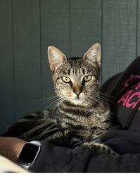Lost Female Cat last seen Olney and Witzel, Marion County, OR 97325