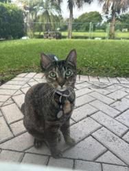 Lost Female Cat last seen Oak Bend Way, Wellington, FL 33414