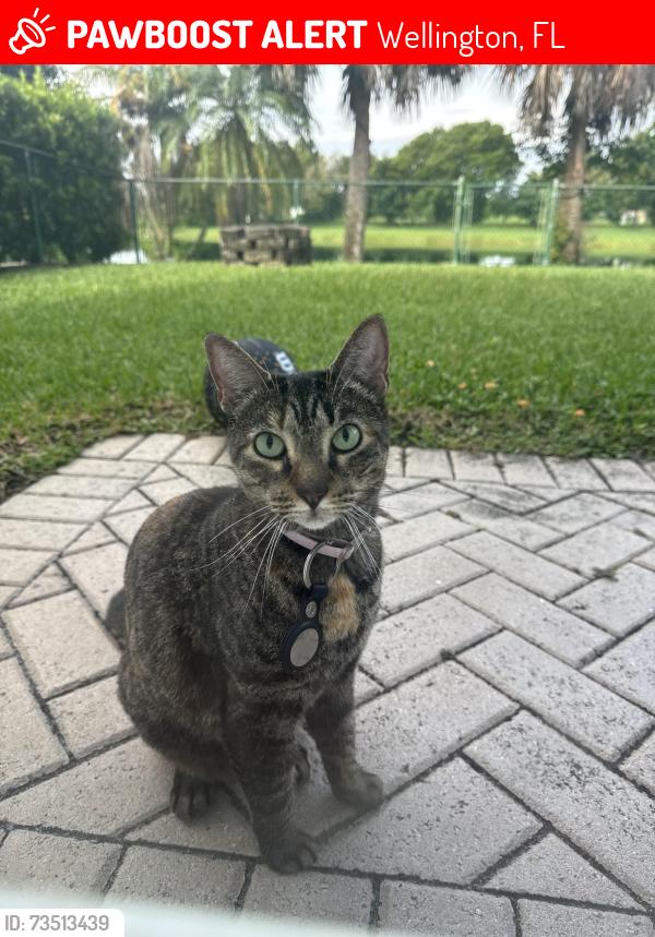 Lost Female Cat last seen Oak Bend Way, Wellington, FL 33414