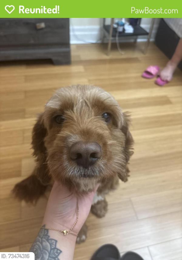 Reunited Male Dog last seen Near Cactus Cres, Hamilton, ON L8J 0M4