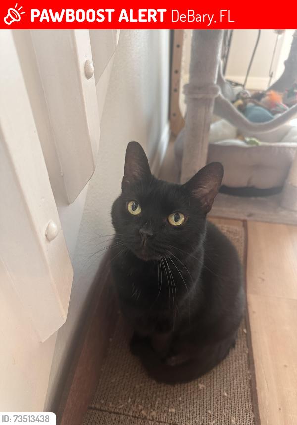 Lost Female Cat last seen Sycamore Spring Street Debary Springview, DeBary, FL 32713