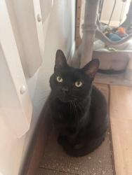Lost Female Cat last seen Sycamore Spring Street Debary Springview, DeBary, FL 32713