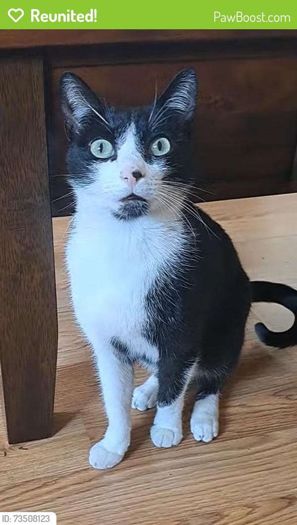 Reunited Male Cat last seen Pipilo St and Salmon River Rd, San Diego, CA 92129