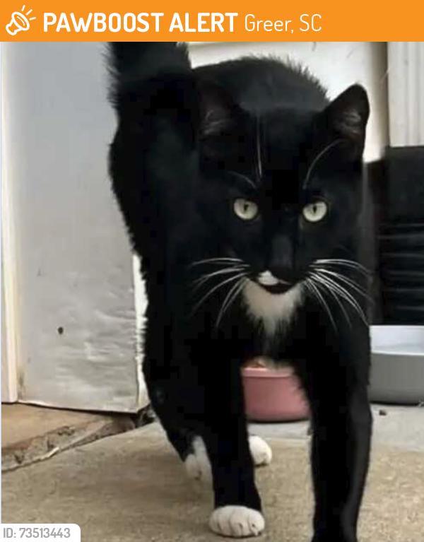 Found/Stray Male Cat last seen Riverside Chase Subdivision, Greer, SC 29650