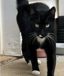Found/Stray Male Cat last seen Riverside Chase Subdivision, Greer, SC 29650