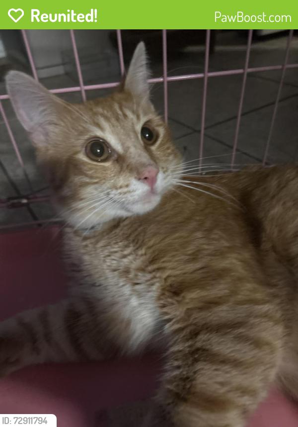 Reunited Male Cat last seen E Pine street, Santa Ana, CA 92701