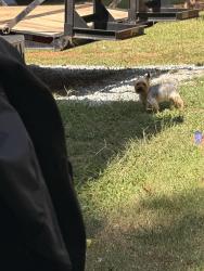 Lost Male Dog last seen Cruse rd, Lawrenceville, GA 30044
