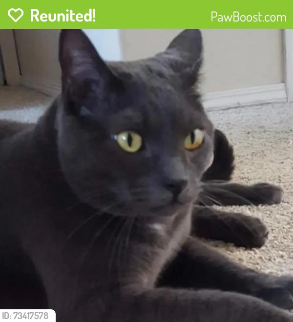 Reunited Male Cat last seen Thousand Springs - South Meridian, Meridian, ID 83642