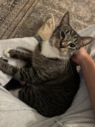 Reunited Unknown Cat last seen Near Holden St, Raleigh, NC 27604, USA, Raleigh, NC 27604