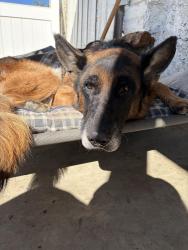 Found/Stray Male Dog last seen 4th and Gstreet, Chino, CA 91710