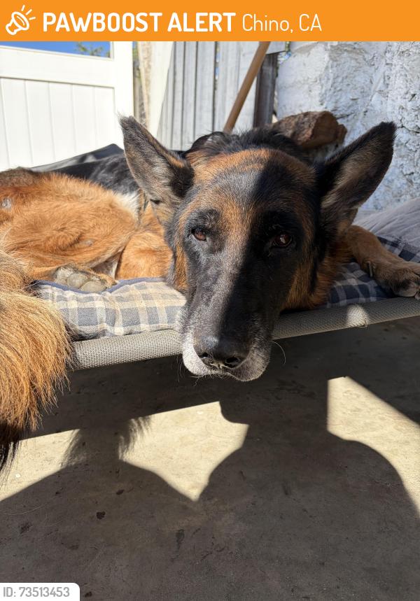 Found/Stray Male Dog last seen 4th and Gstreet, Chino, CA 91710