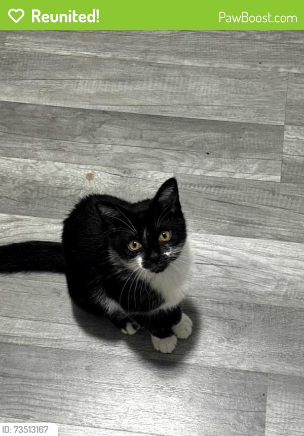 Reunited Female Cat last seen Leonard St, Alpine Avenue, railroad tracks, Leonard St exit off 131, Grand Rapids, MI 49504